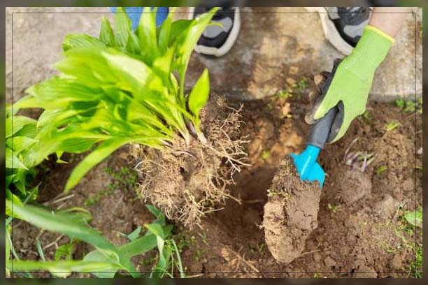 growing and maintaining plants