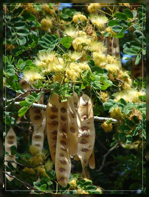 mother's tongue tree