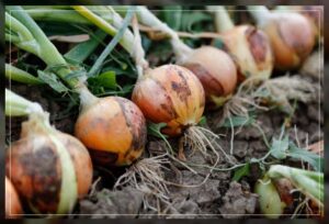 onion plantation for regenerative gardening matters