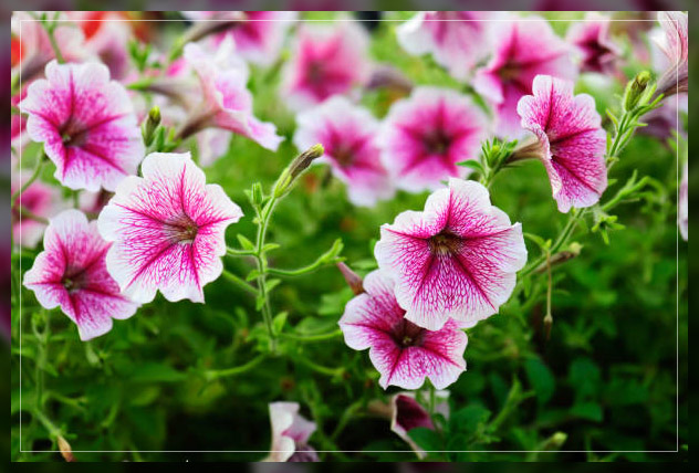 petunias