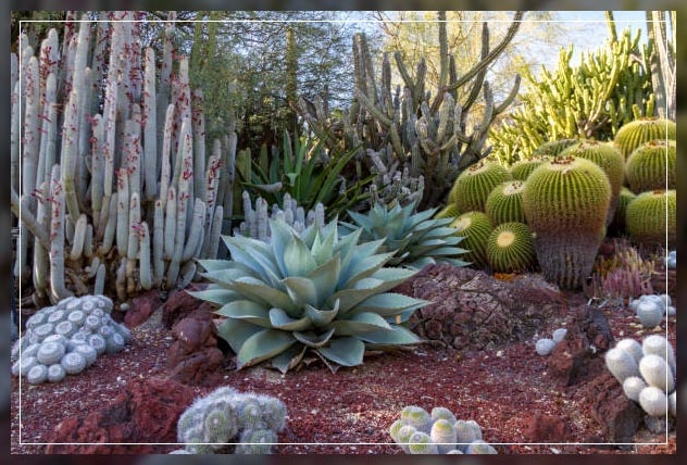 plants, landscaping ideas