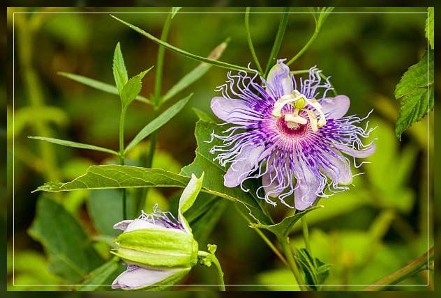 purple passion flower
