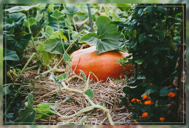 what are the Plants For Regenerative Gardening