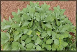 understanding non-legumes like broadleaf