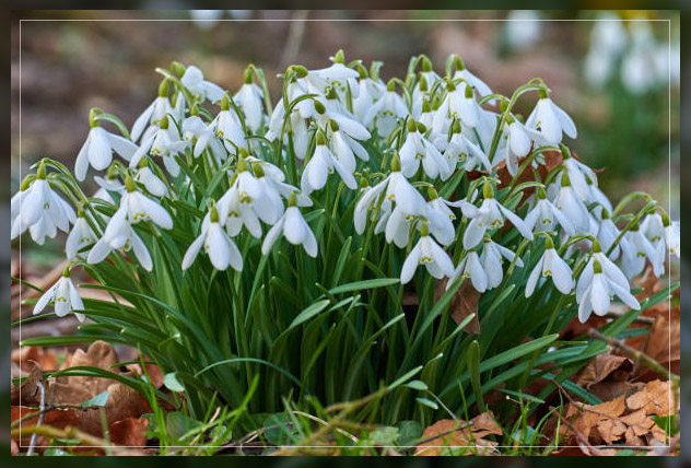 snowdrops