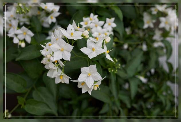 star jasmine