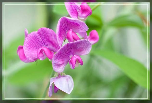 sweetpea