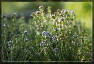 thyme is easy to plant