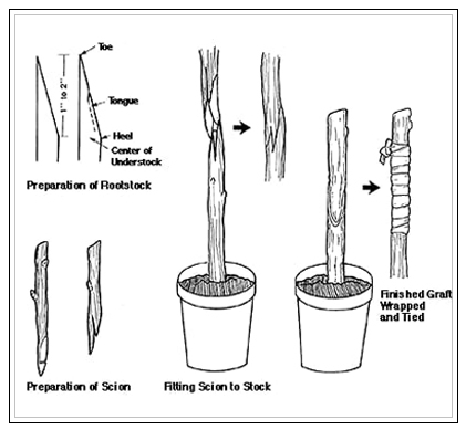whip and tongue graft