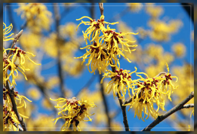 witch hazel