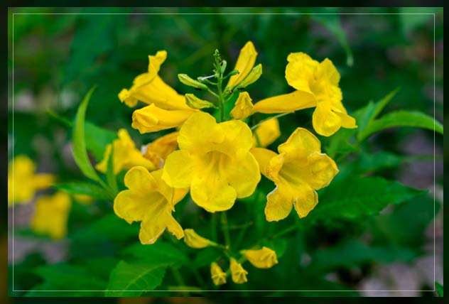 yellow trumpet flower