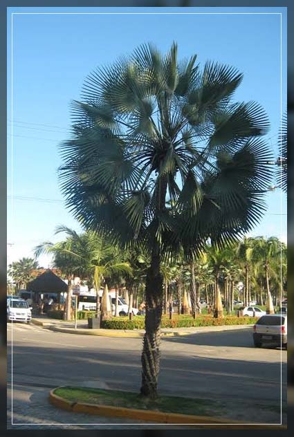 Caranday palm
