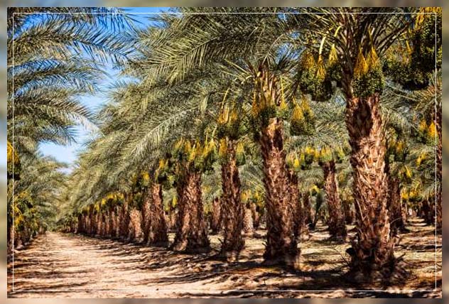 Date palm 3