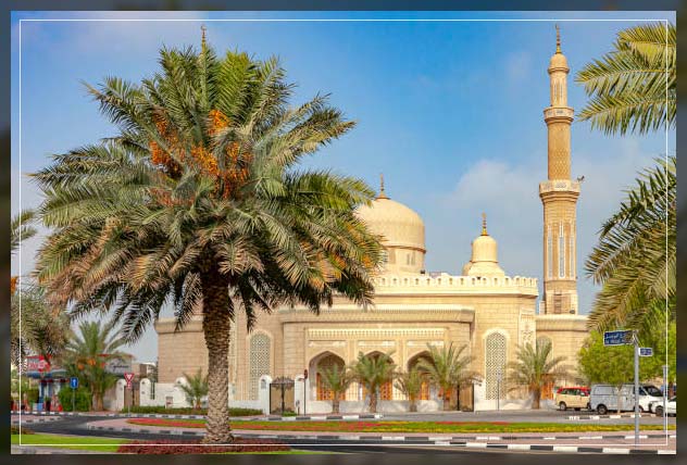 Date palm 7