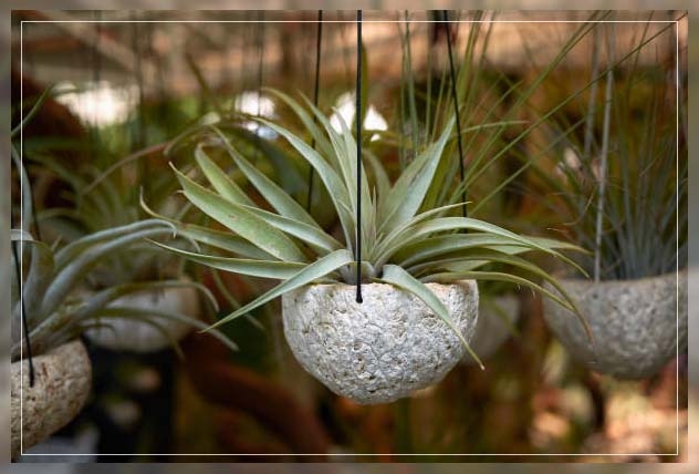 air plants