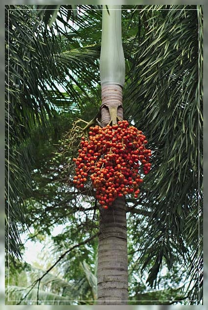 date palm tree