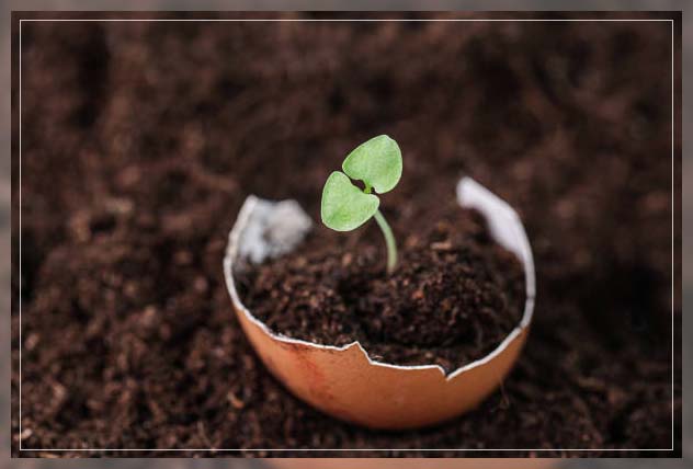 using eggshells fertilizers