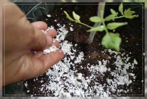 use pulverized eggshells as pesticide 
