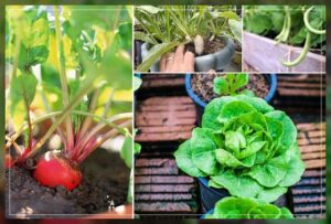 how to plant vegetations properly