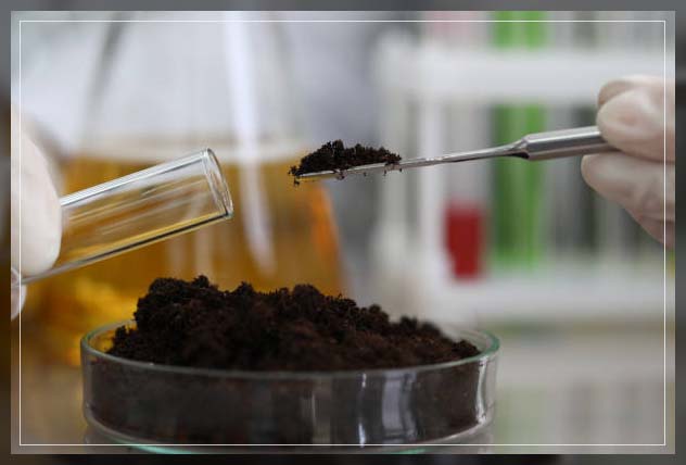 preparing kelp meal for soil fertility