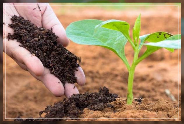 Ways To Improve Soil Fertility 12 Things 2025 You Have To Know