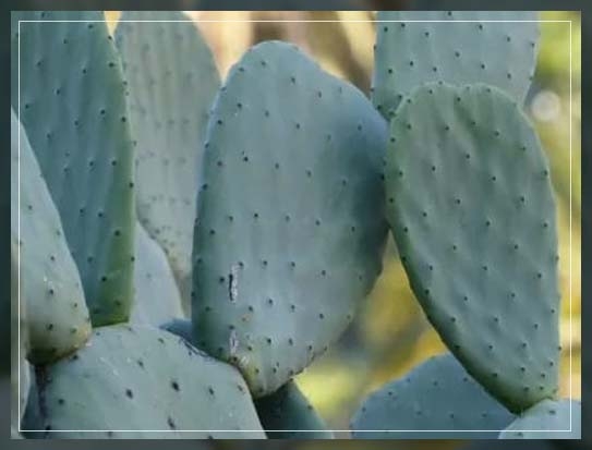prickly pear cactus