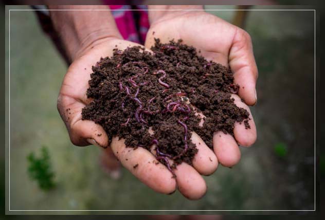 soil fertility through using worms