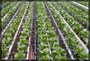 limit plantation of water thirsty plants