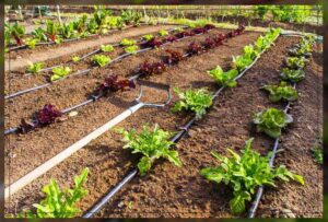 retaining moisture with mulch