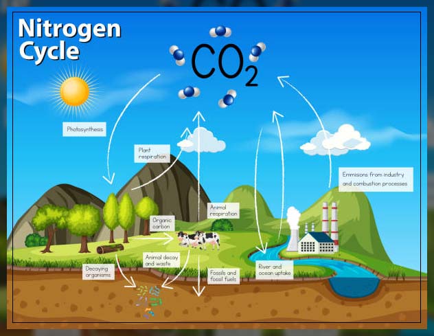 Nitrogen cycle 6