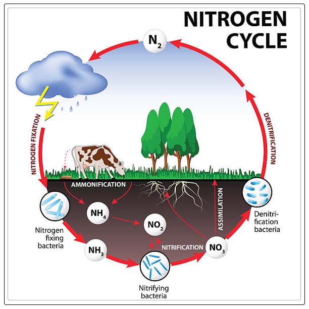 Agricultural Impact on Nitrogen Cycle Al Ardh Alkhadra