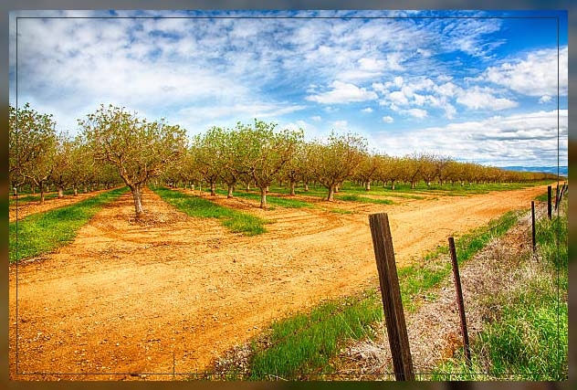 almond trees 2