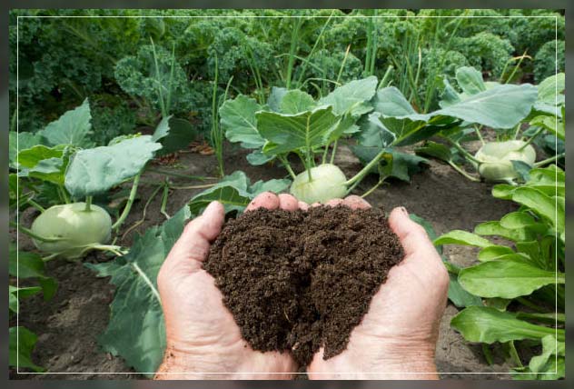 fertilizing a garden