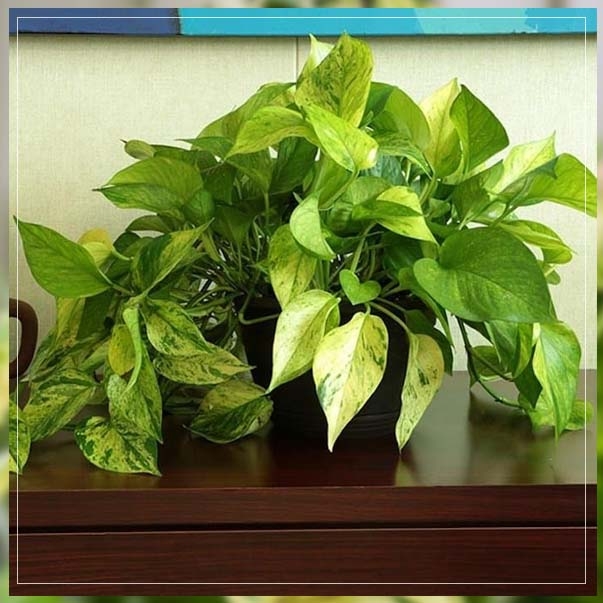 jessenia pothos