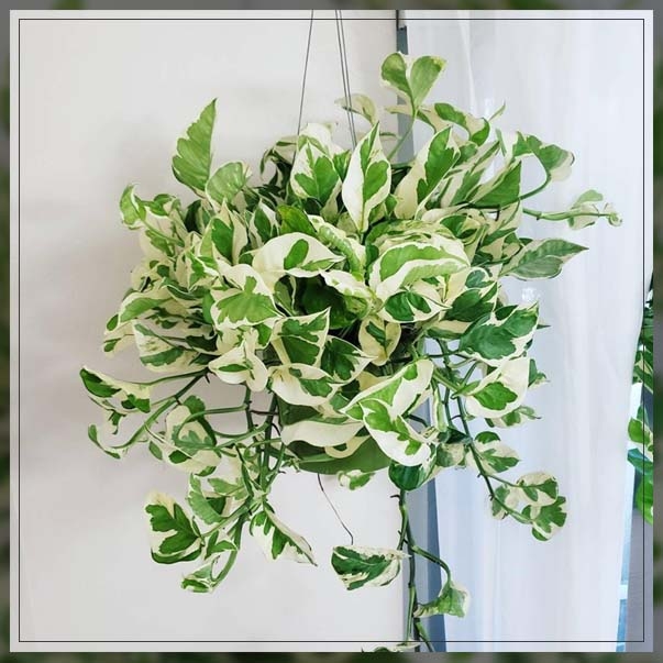 marble queen pothos