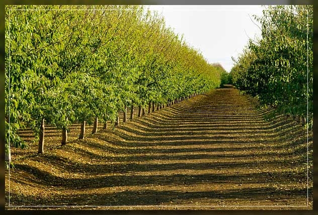 Almond Trees: How to Grow and Care for Them - Al Ardh Alkhadra