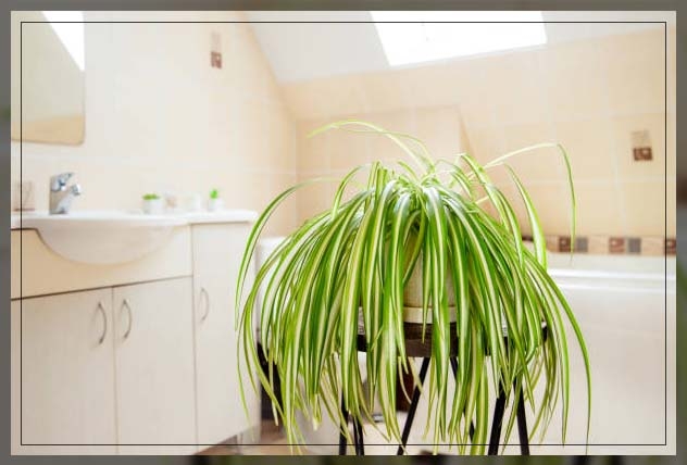 spider plants