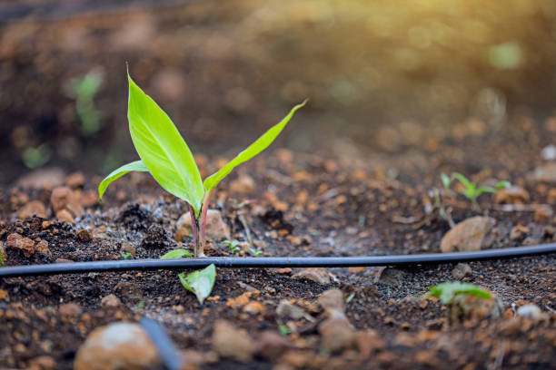 Modern farming techniques 3