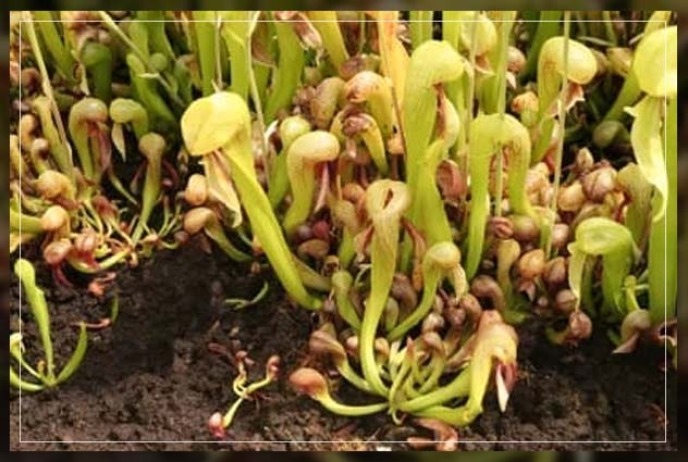 california pitcher plant