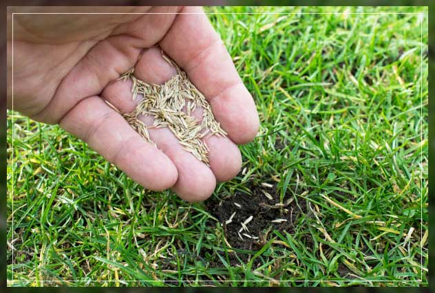 how pverseeding works