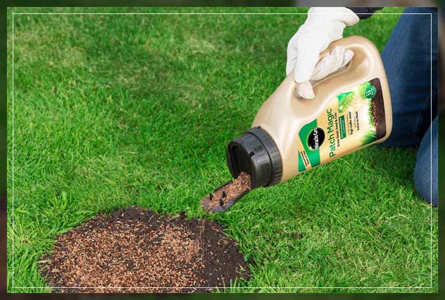 water your plants in a proper manner