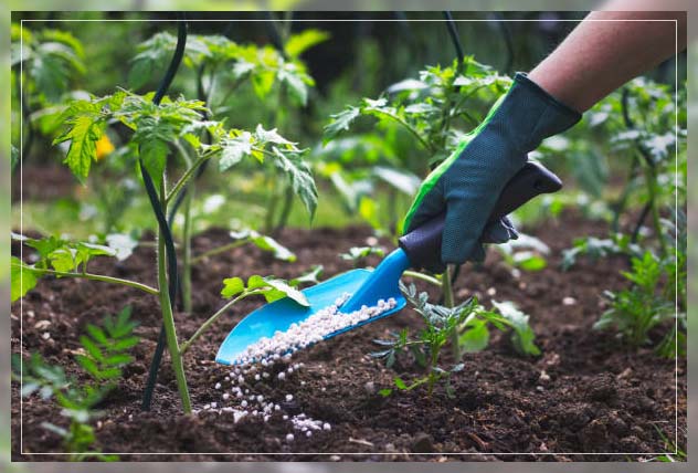 how fertilizing a garden matters