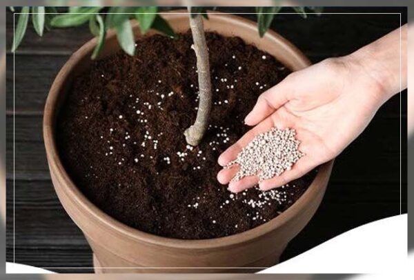 Indoor Plant Fertilizers Guide - AAAK
