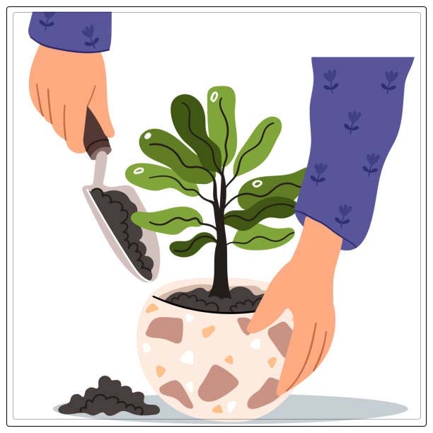 indoor plant fertilizers 1