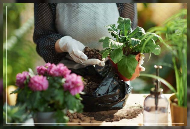 indoor plant fertilizers