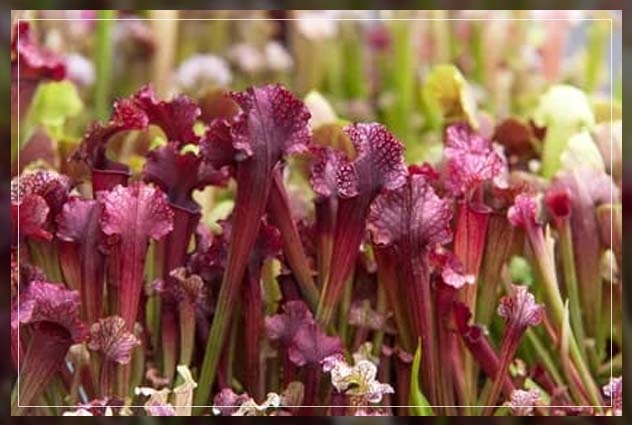 purple pitcher plants