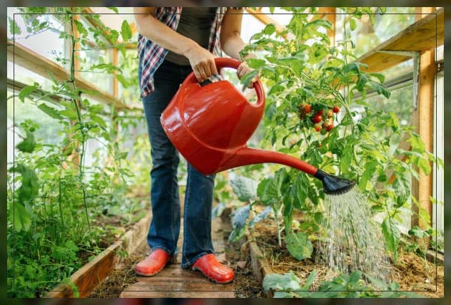 watering your plants