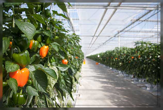 Greenhouse Dubai 4