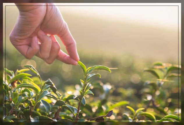 Leafy green vegetables 3