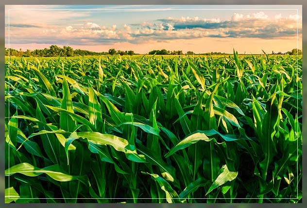 Leafy green vegetables 5
